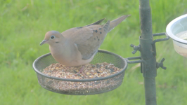   2025.05.23 18.10.06 turtledove in round seed dish.MOV (50 MB)  