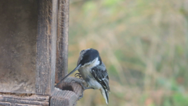   2020.08.24 18.17.48 look at the beak on thar bird.mp4 (28 MB)  