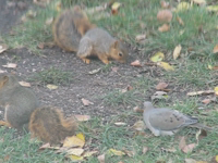   2006.10.22 17.49.40 squirrel and TD.mp4 (2 MB)  