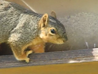   2007.04.15 pigging out at the feeder.mp4 (14 MB)  