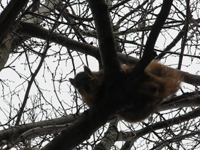   2009.04.12 16.29.48 squirrel_unhappy.mp4 (10 MB)  