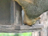   2011.05.04 19.28.48 squirrel pigging out.mp4 (10 MB)  