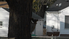   2011.10.22 16.57.56 squirrel tail shake.mp4 (5 MB)  