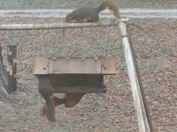   2011.12.11 11.32.58 hanging squirrel1.mp4 (15 MB)  