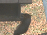   2011.12.24 15.25.34 hanging squirrel2.mp4 (19 MB)  