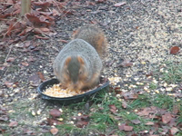   2012.12.15 14.57.36 squirrel_about_to_pop.mp4 (17 MB)  