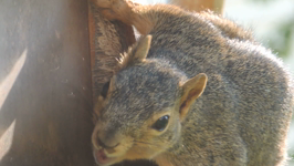   2021.06.02 squirrel eating extreme zoom.mp4 (73 MB)  