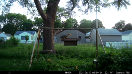   2021.06.10 05.59.44 alpha vs wired squirrel.MP4 (214 MB)  