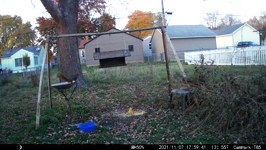   2021.11.07 17.59.32 parquor squirrel.MP4 (214 MB)  