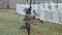   2021.11.12 08.25.50 squirrel trying to raid the peanuts.mp4 (7 MB)  