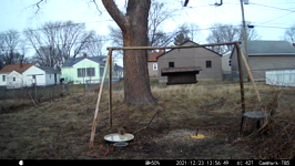   2021.12.23 13.56.38 squirrel drink.MP4 (214 MB)  