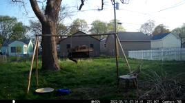   2022.05.11 07.34.32 very squeaky squirrels.mp4 (27 MB)  