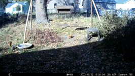   2022.10.22 15.05.44 thirsty squirrel.MP4 (214 MB)  