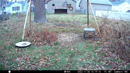   2022.11.06 16.19.06 jump squirrel.MP4 (215 MB)  