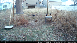   2022.12.01 08.44.36 white tailed fox sqiurrel.MP4 (214 MB)  