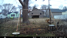   2023.04.01 07.43.00 white tailed squirrel is back.MP4 (214 MB)  