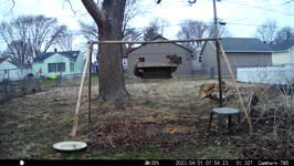   2023.04.01 07.54.14 white tail evicted.MP4 (214 MB)  