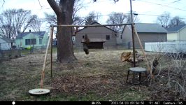   2023.04.03 09.56.40 squirrel argument.MP4 (214 MB)  