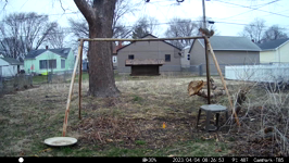   2023.04.04 08.26.44 big squirrels slow chase.MP4 (214 MB)  