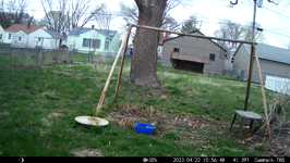   2023.04.22 10.56.38 squirrel struggles.MP4 (214 MB)  