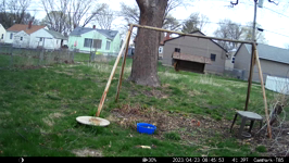   2023.04.23 08.45.44 squirrel ring around the rosies.MP4 (214 MB)  