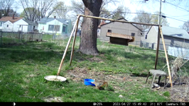   2023.04.27 15.49.34 squirrel deep drink.MP4 (214 MB)  