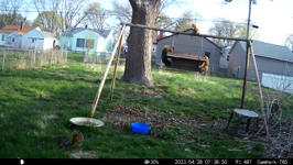   2023.04.28 07.38.40 three on a feeder is too many.MP4 (214 MB)  