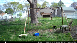   2023.05.05 09.54.26 squirrel argument.MP4 (214 MB)  