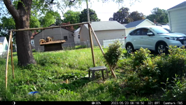   2023.05.23 08.18.40 playful squirrels.MP4 (214 MB)  