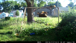   2023.06.19 07.54.12 four squirrel crowd.MP4 (214 MB)  