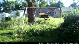   2023.06.19 08.00.04 flat squirrel has high ground.MP4 (214 MB)  