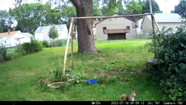   2023.07.18 09.09.02 squirrels down the tree.MP4 (214 MB)  