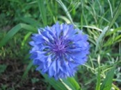 2009.07.05 18.29.05