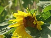   2009.07.18 18.16.11  