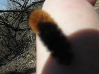   2009.04.11 13.29.36 wooly caterpillar.mp4 (6 MB)  