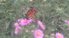   2022.09.17 16.48.26 monarch on aster  