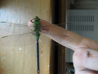   dragonfly on finger.mp4 (9 MB)  