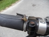   2012.07.01 15.42.08 horsefly on handlebars  