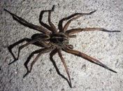   wolf spider (not mine)  