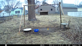 &nbsp;&nbsp;2022.03.17 12.52.58 chipmonk geting a drink.MOV (214 MB)&nbsp;&nbsp;