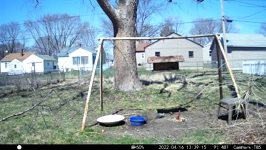 &nbsp;&nbsp;2022.04.16 13.39.06 chipmonk.MOV (214 MB)&nbsp;&nbsp;