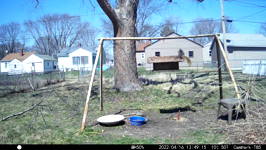 &nbsp;&nbsp;2022.04.16 13.49.04 chipmonk.MOV (214 MB)&nbsp;&nbsp;