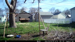 &nbsp;&nbsp;2022.05.04 09.15.58 chipmonk, rabbit, squirrel share corn.MOV (214 MB)&nbsp;&nbsp;