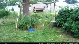 &nbsp;&nbsp;2022.08.06 11.33.28 chipmonks tag team cob.MOV (214 MB)&nbsp;&nbsp;