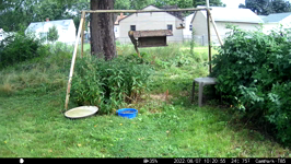 &nbsp;&nbsp;2022.08.07 10.20.46 chipmonk wheres the corn.MOV (214 MB)&nbsp;&nbsp;
