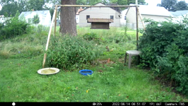 &nbsp;&nbsp;2022.08.14 08.50.58 chipmonks.MOV (214 MB)&nbsp;&nbsp;