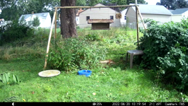&nbsp;&nbsp;2022.08.20 10.19.44 chipmonk pair.MOV (215 MB)&nbsp;&nbsp;