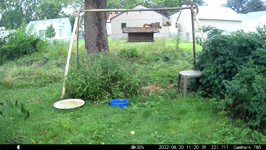 &nbsp;&nbsp;2022.08.20 11.20.30 chipmonk steals peanut.MOV (214 MB)&nbsp;&nbsp;