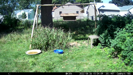 &nbsp;&nbsp;2022.08.26 15.04.00 chipmonk bounding.MOV (214 MB)&nbsp;&nbsp;