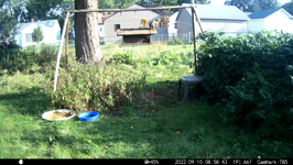 &nbsp;&nbsp;2022.09.15 08.58.34 two chipmonks.MOV (214 MB)&nbsp;&nbsp;